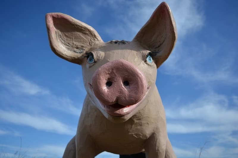 Schwein, Glücksschwein, großes Schwein – 2