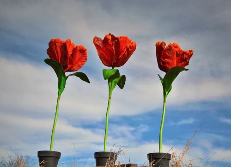 Riesen Tulpen - Frühlingsdekoration , Blumen Dekoration , große Blumen – 2
