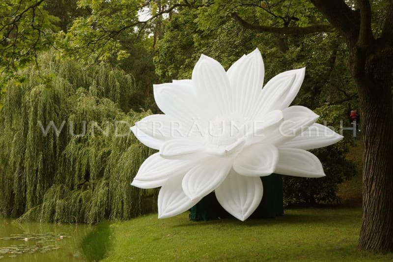 Seerose XXL – 2