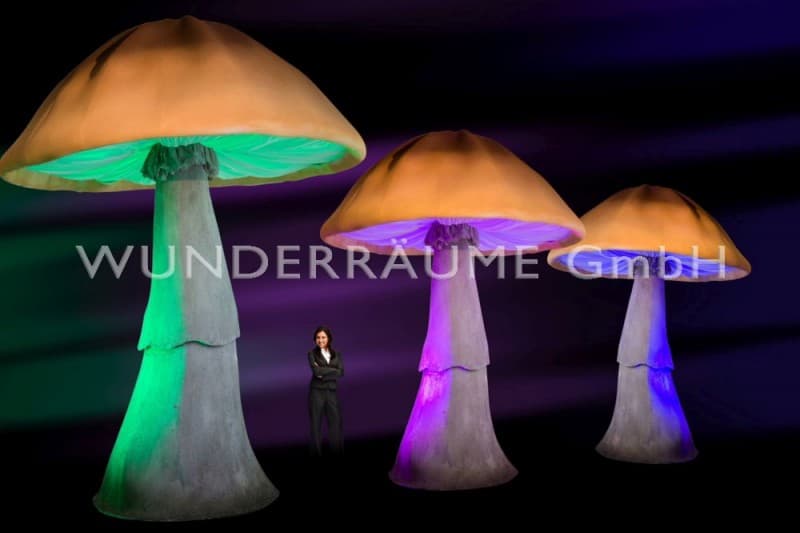 10 Riesenpilze bis 6 m Höhe - Pilze XXL – 2