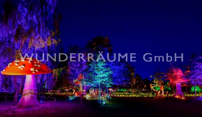 10 Riesenpilze bis 6 m Höhe - Pilze XXL – 3