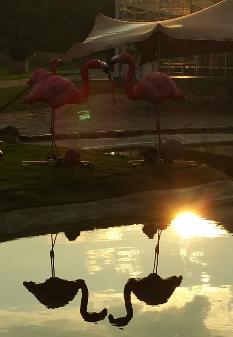 Flamingo , Hochzeitdekoration – 2