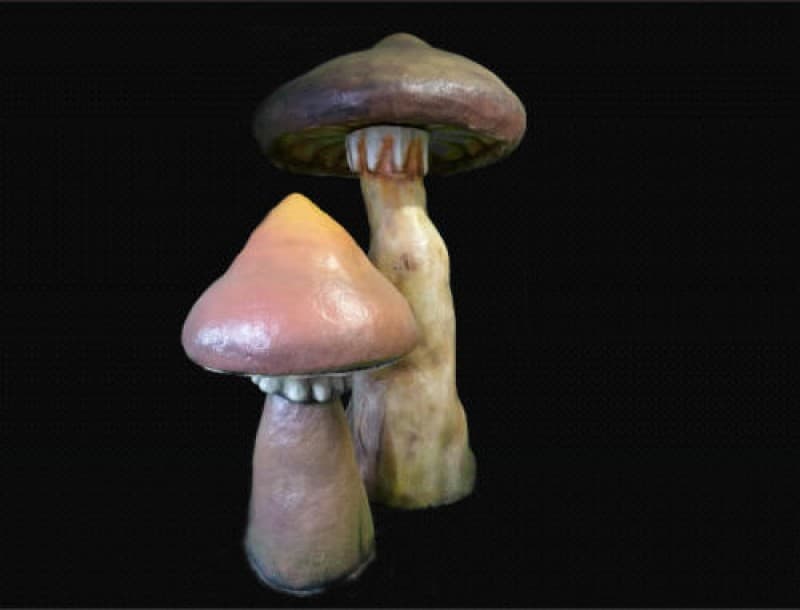  Riesen Pilze , Pilz – 4