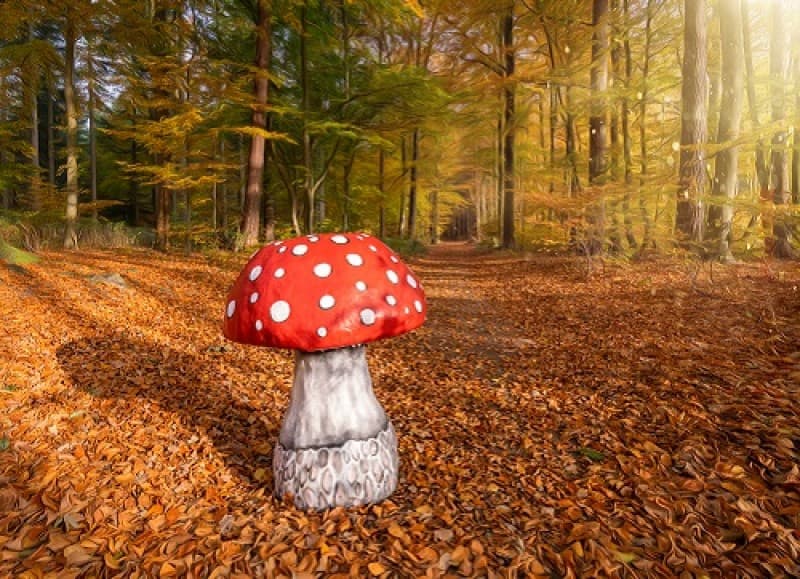  Riesen Pilze , Pilz – 3