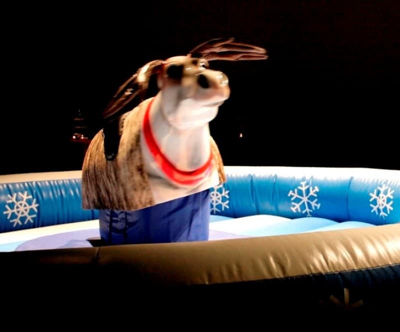 Rentier Rodeo / Bullriding / Rodeo / Bull Riding / Bulle – 2