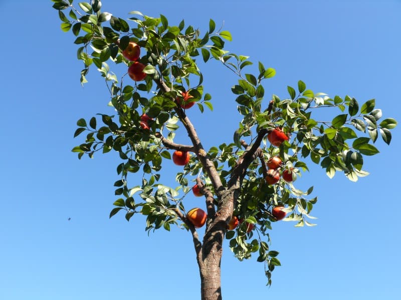 Apfelbäume – 2
