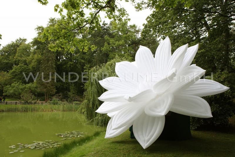 Seerose XXL – 3