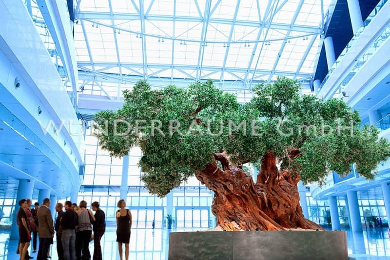 Olivenbaum XXL – 3