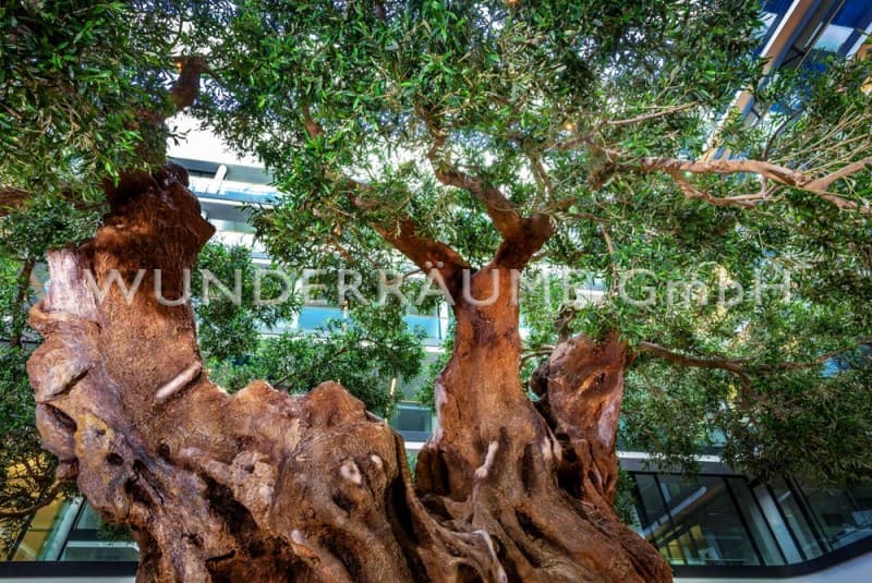 Olivenbaum XXL – 4