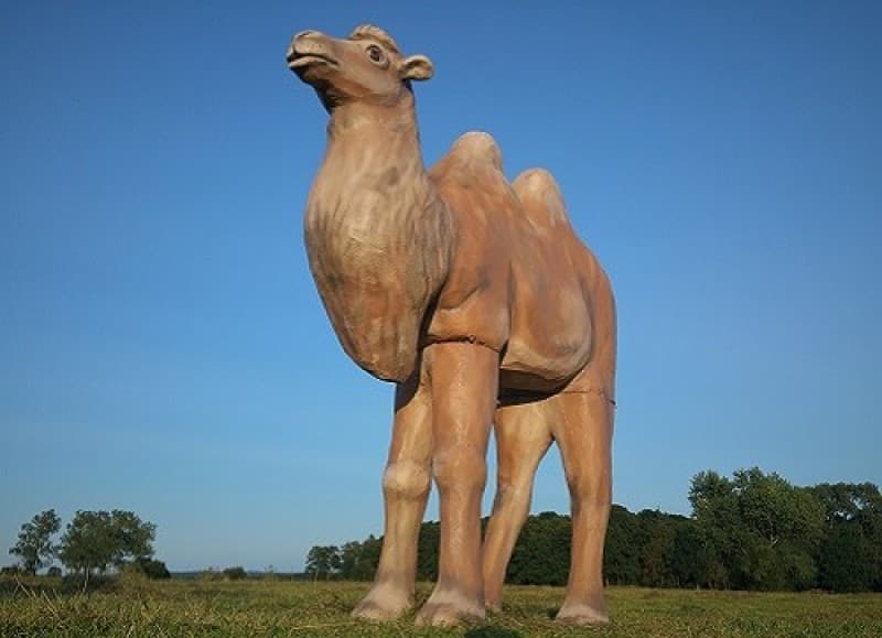 Kamel groß, Ägypten, Tier, Zoo, Wüste – 3