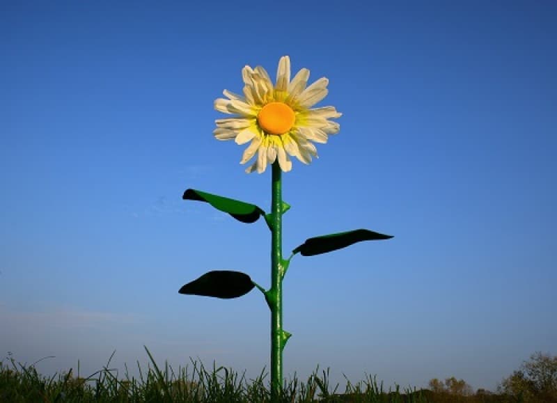 Riesen - Blumen - XXL - Riesenblume, Wonderland – 5