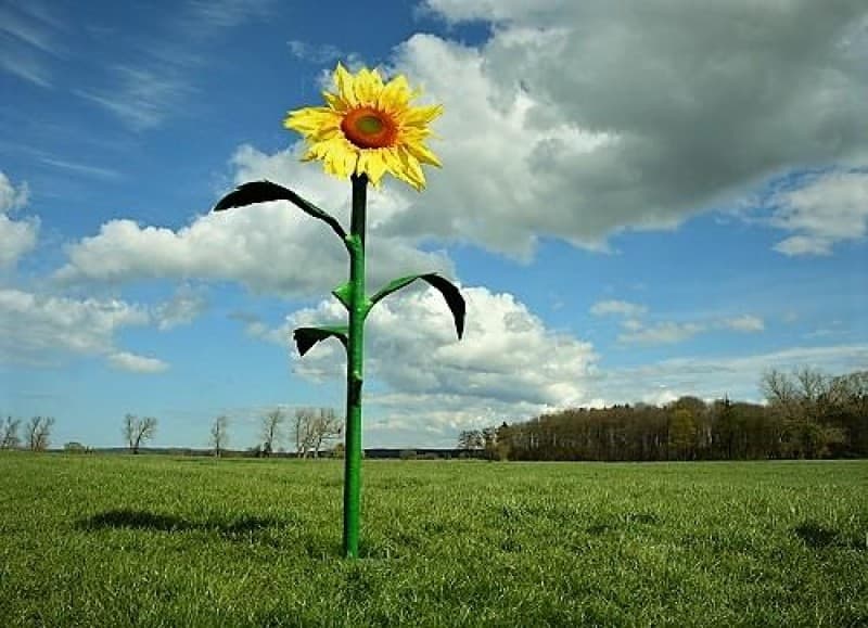 Riesen - Blumen - XXL - Riesenblume, Wonderland – 3
