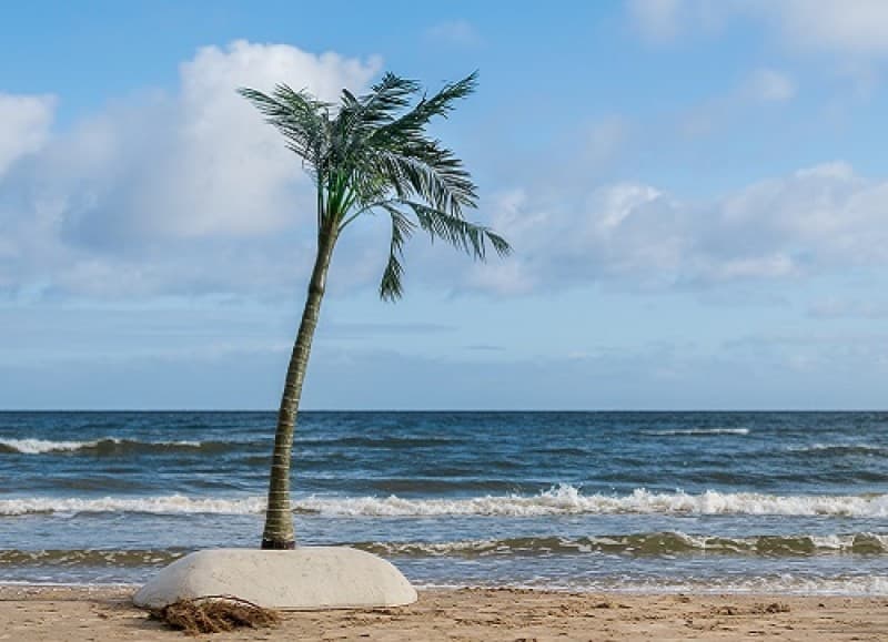Palmen 3m , Strand Palmen , Strand Dekoration , Karibik Dekoration – 3