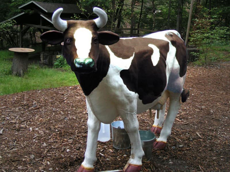Melkkuh / Wettmelken (inkl. Anlieferung u. Aufbau + Abbau u. Abholung im Umkreis) – 3