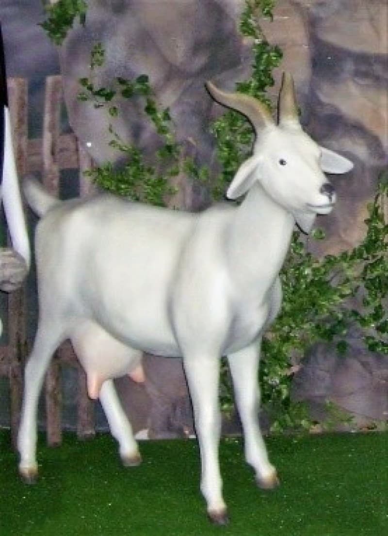Ziege